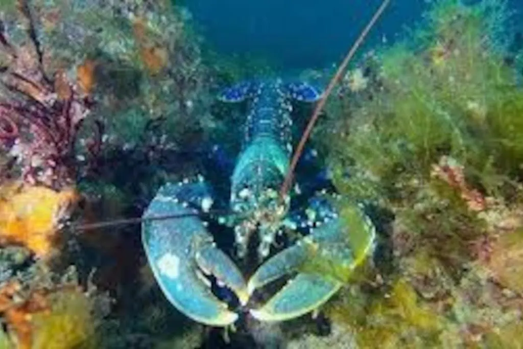 Gite Entre Mer Et Abers Landeda